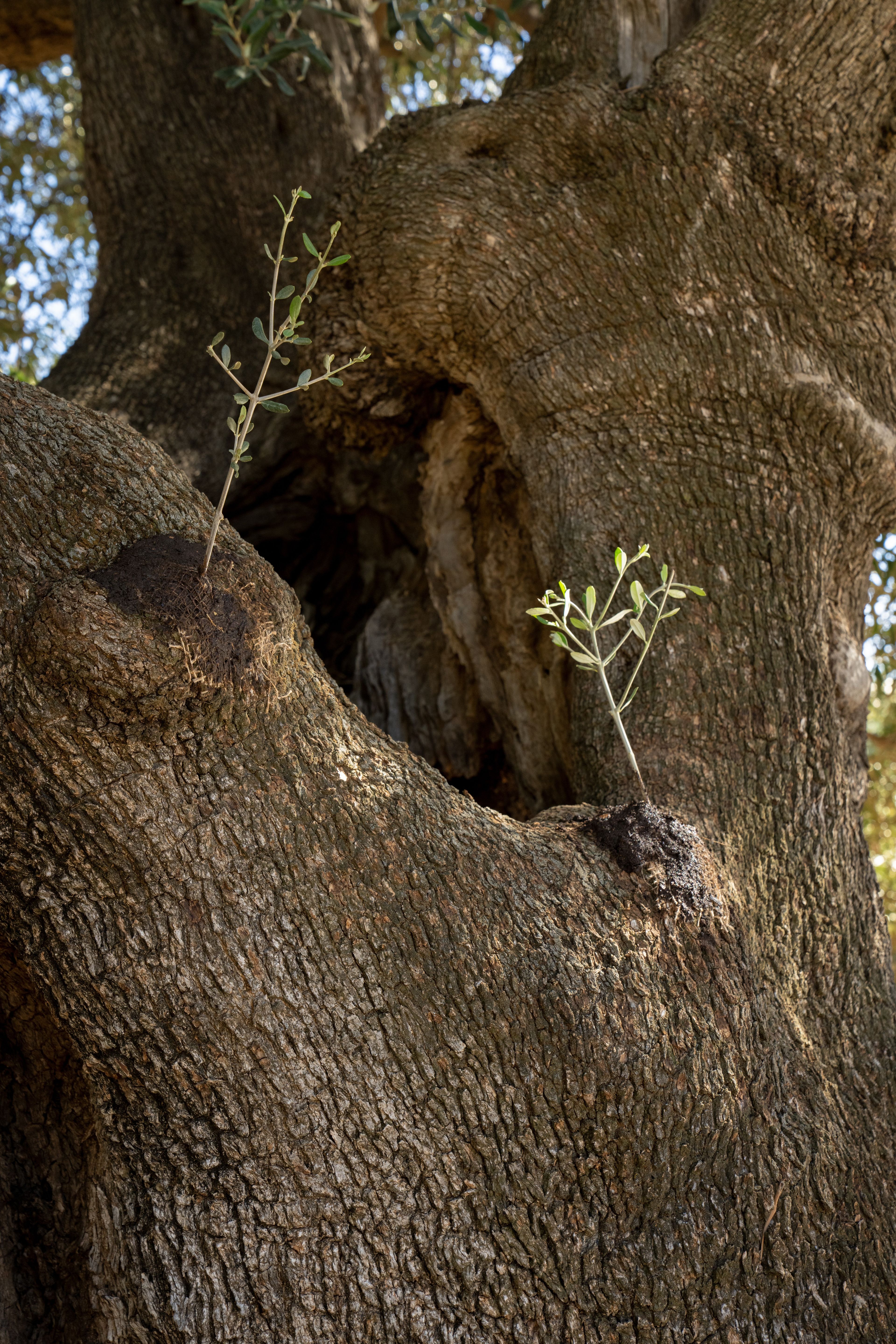 The Lord of the Vineyard and his servant grafted two natural branches onto the mother olive tree. This is part of the olive tree allegory mentioned in Jacob 5.