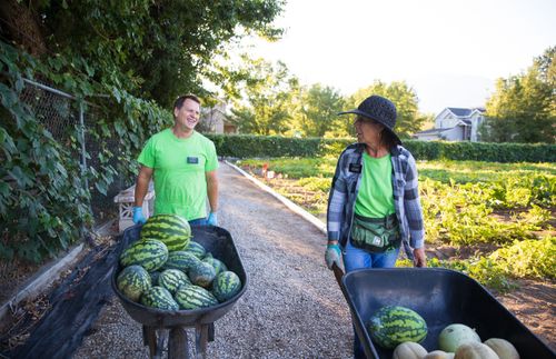 senior missionaries gathering watermelons at an urban farm