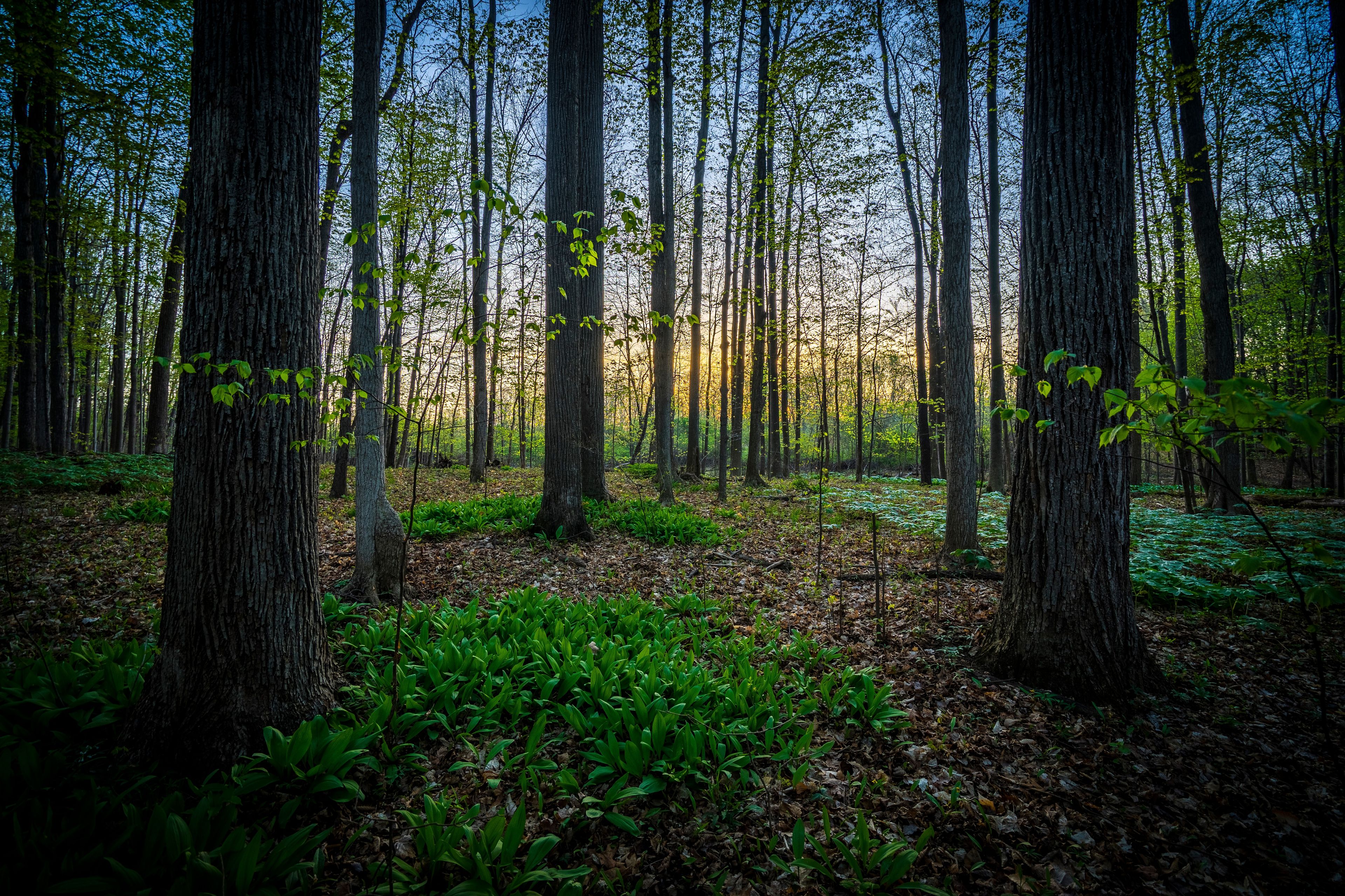 The trees in the Sacred Grove at sunset.