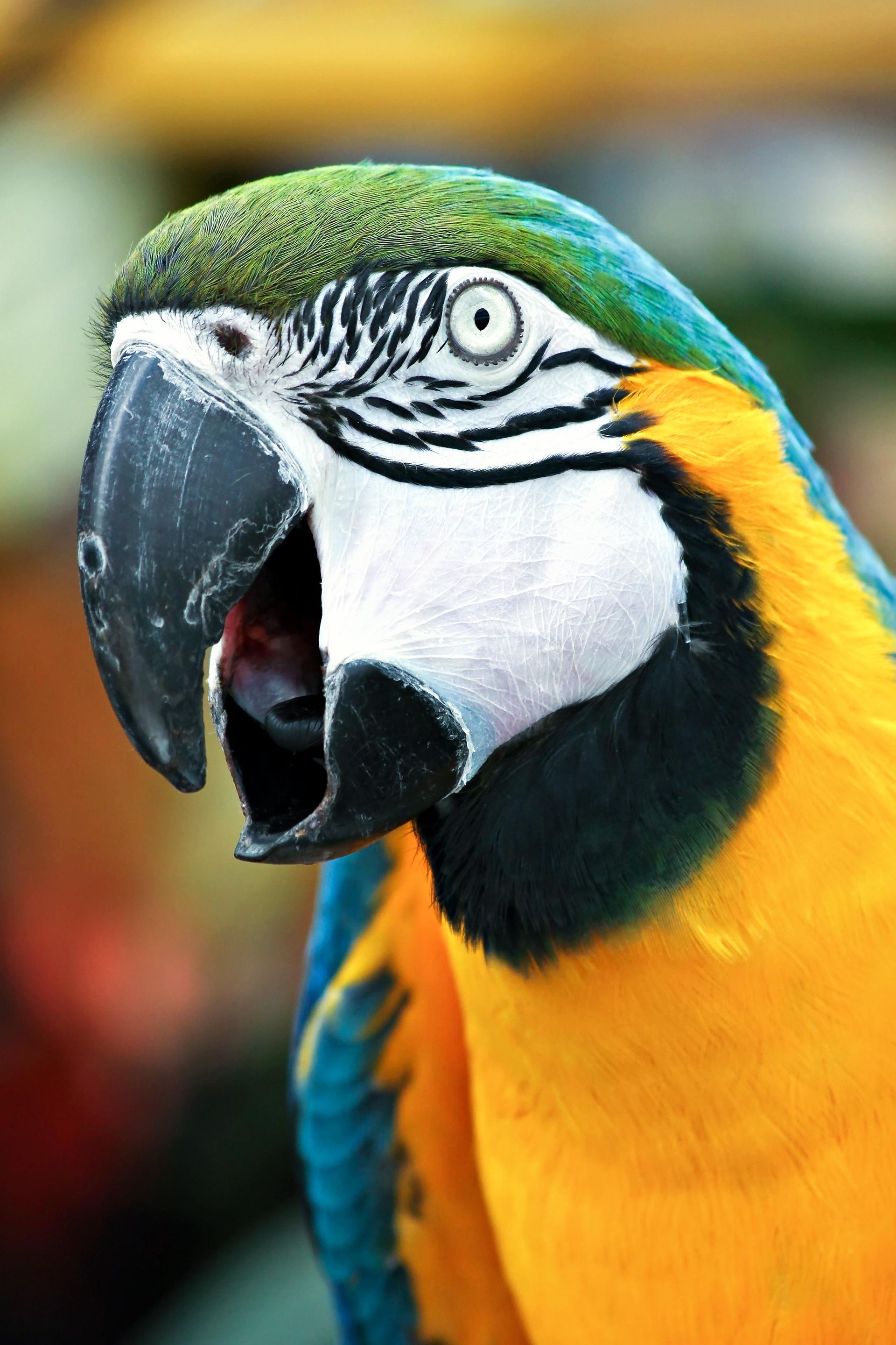 A macaw parrot with its beak open.