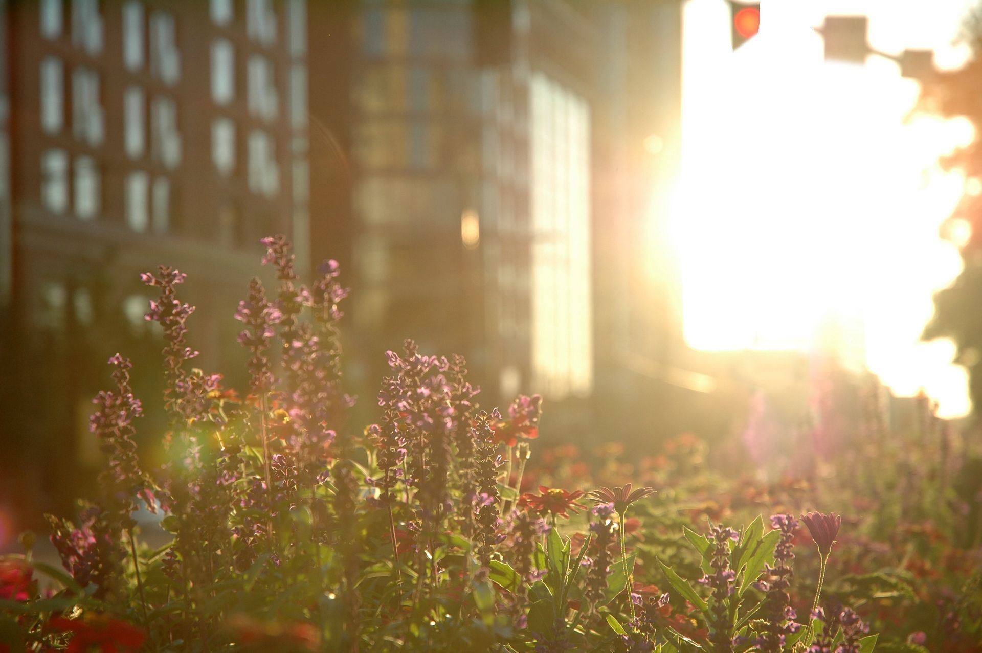 A garden of flowers with a sun flare in the background.