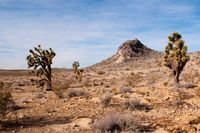 desert wilderness