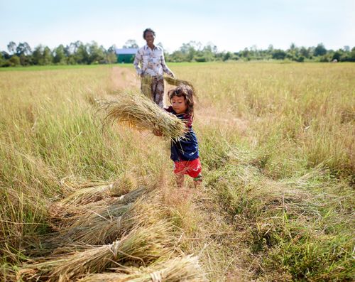 girl helping in rice field 