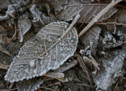Fallen brown leaves are covered in frost.