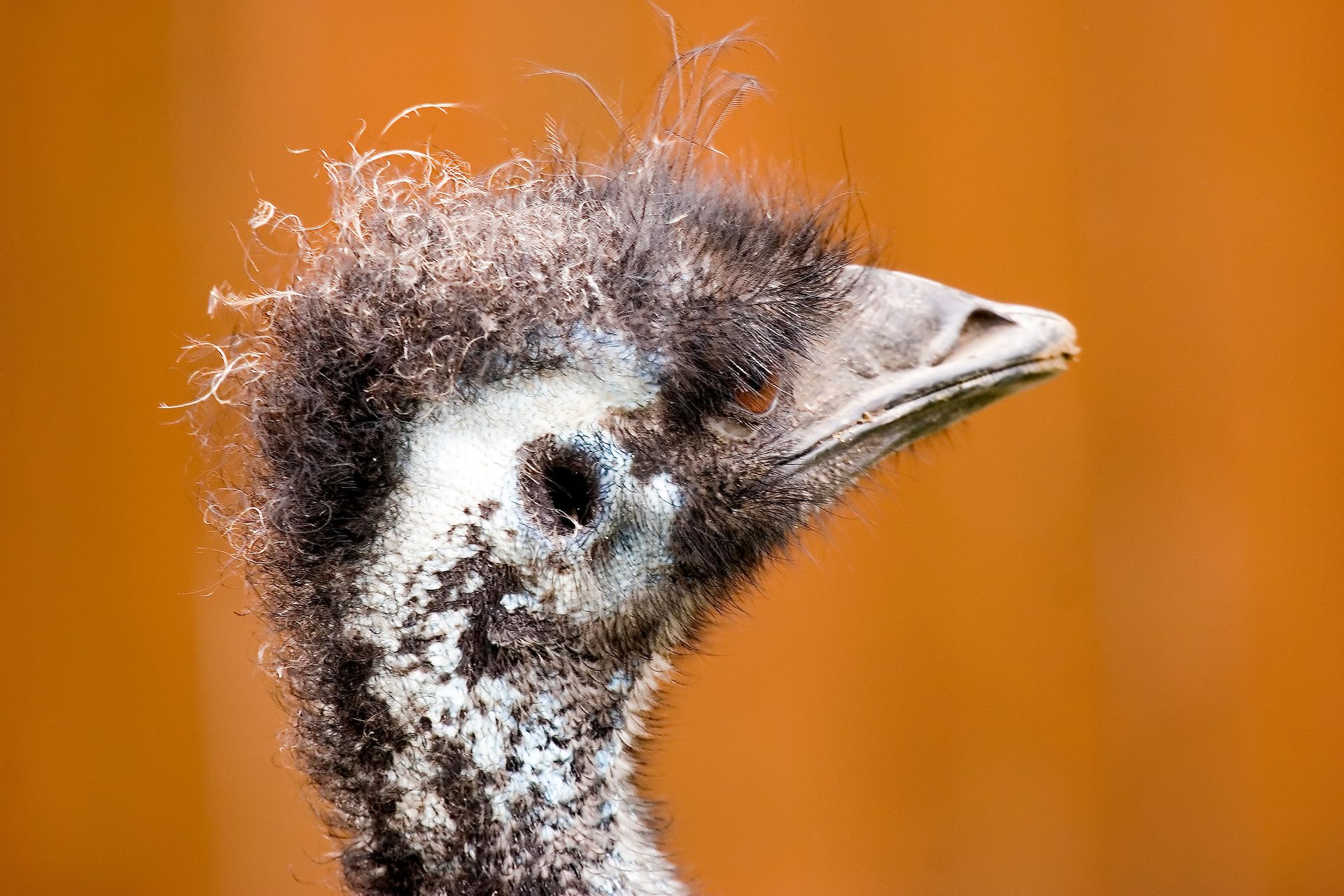 A portrait of an emu’s head.  