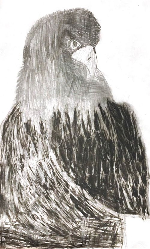 drawing of eagle