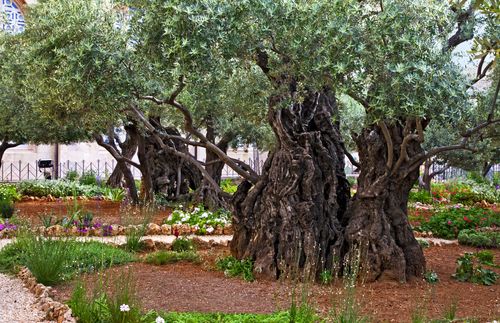 olive trees