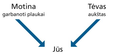 schema, gimdytojai, savybės, jūs