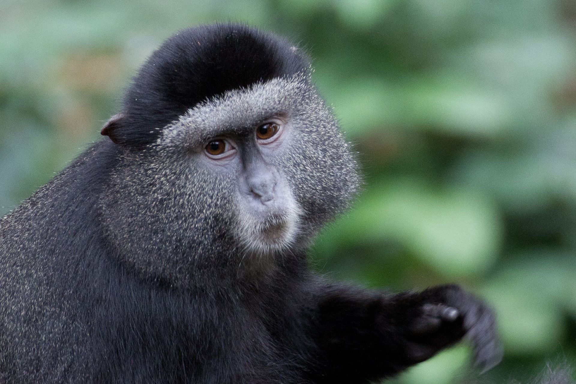 An image of a black monkey.