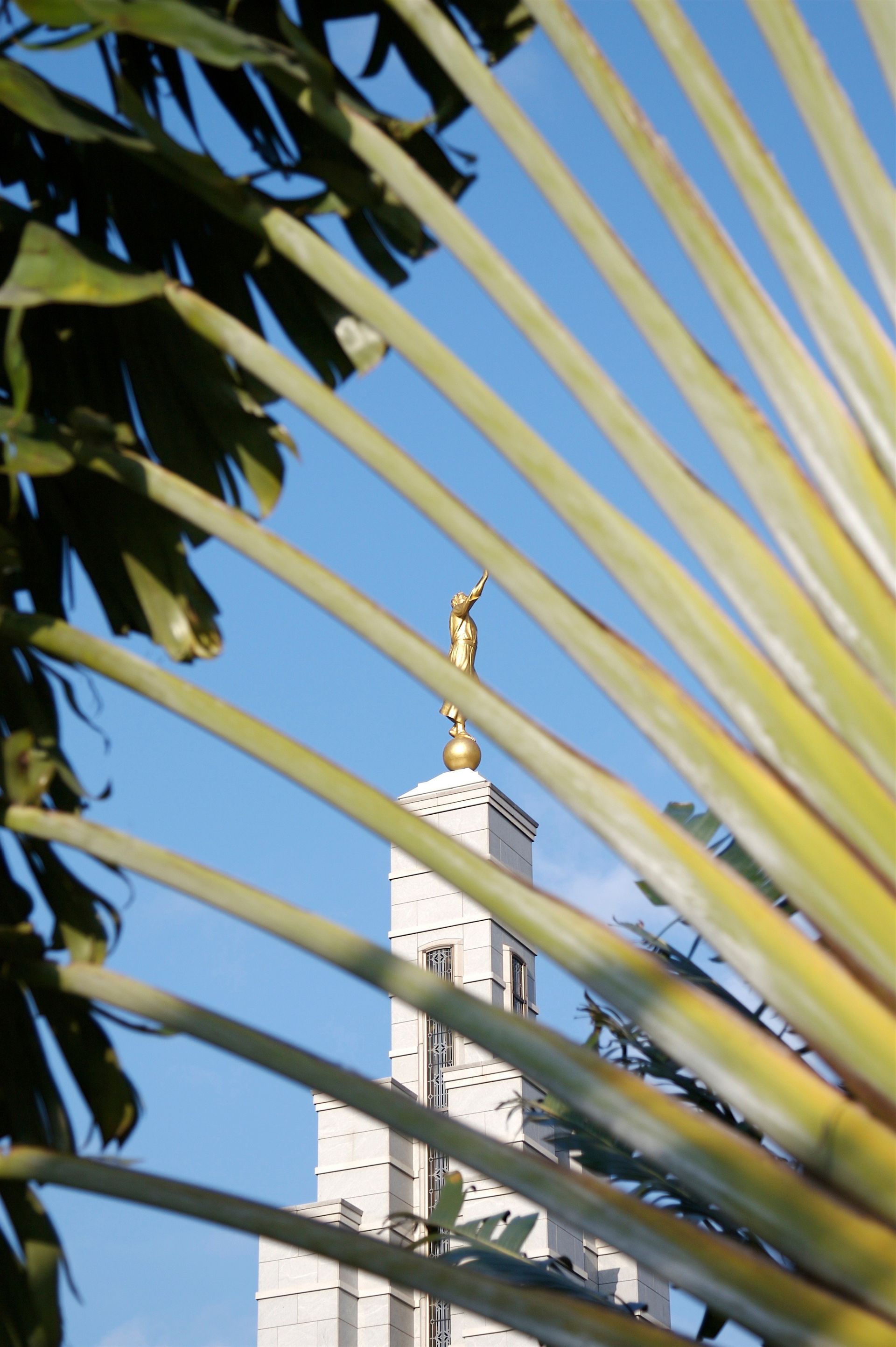 Peering through palm leaves at the Accra Ghana Temple.