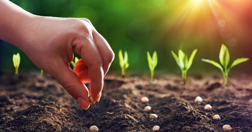 A person’s hand planting seeds into the dirt of a garden.