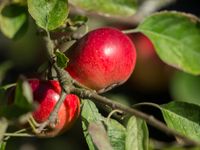 apples on tree