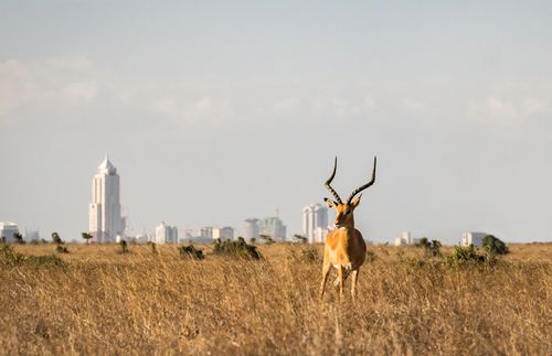 gazelle in a field with skyscrapers in the background