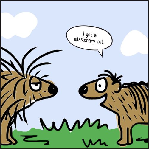 porcupines