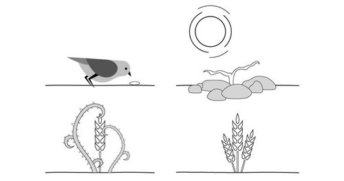 Drawings of a bird with a seed, the sun shining on a plant, thorns growing around a plant, a wheat plant.