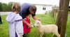 father and children feeding lamb