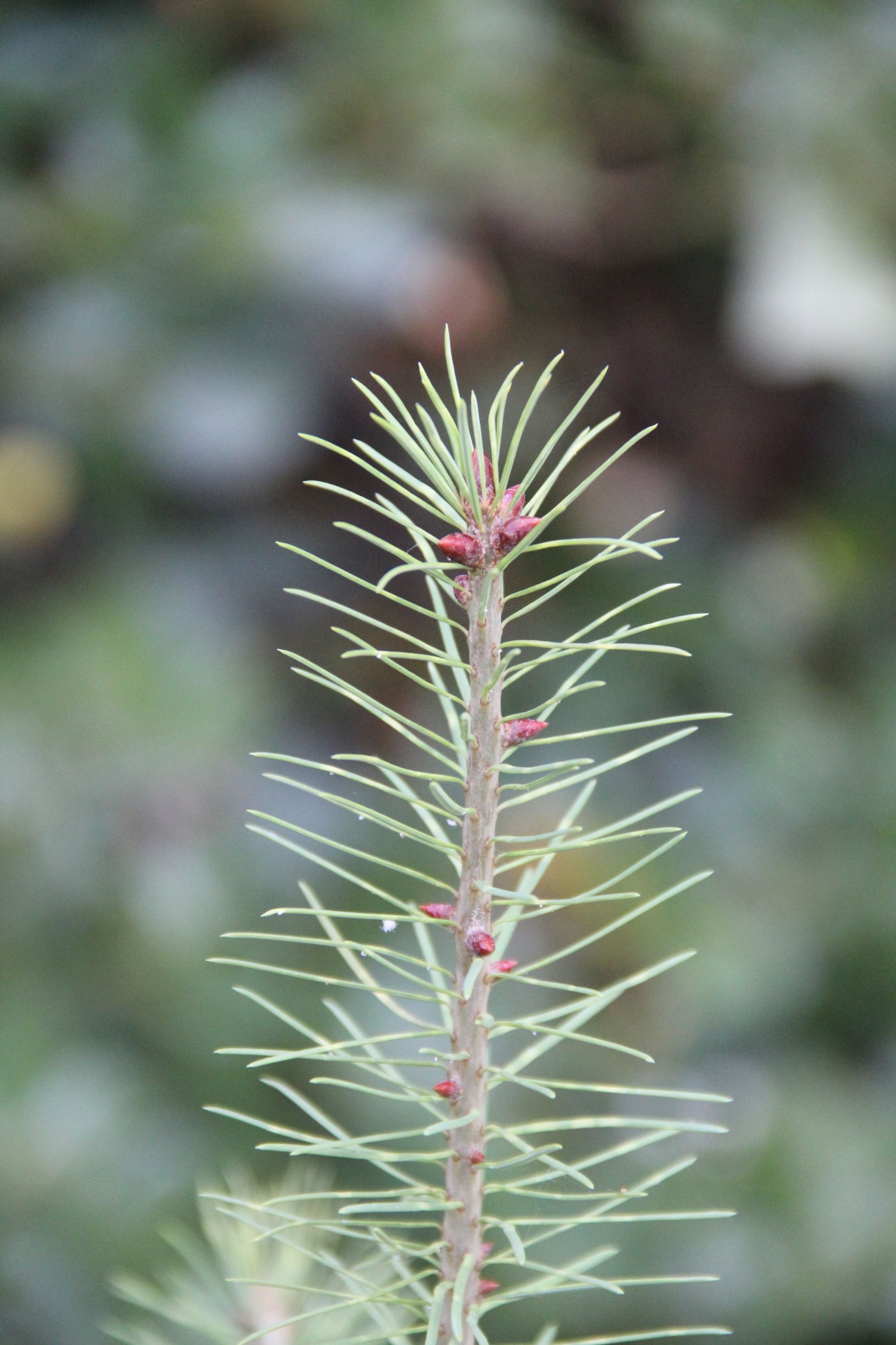 Sapling