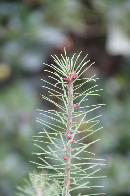 A close-up view of a light green pine sapling with a blurred background.