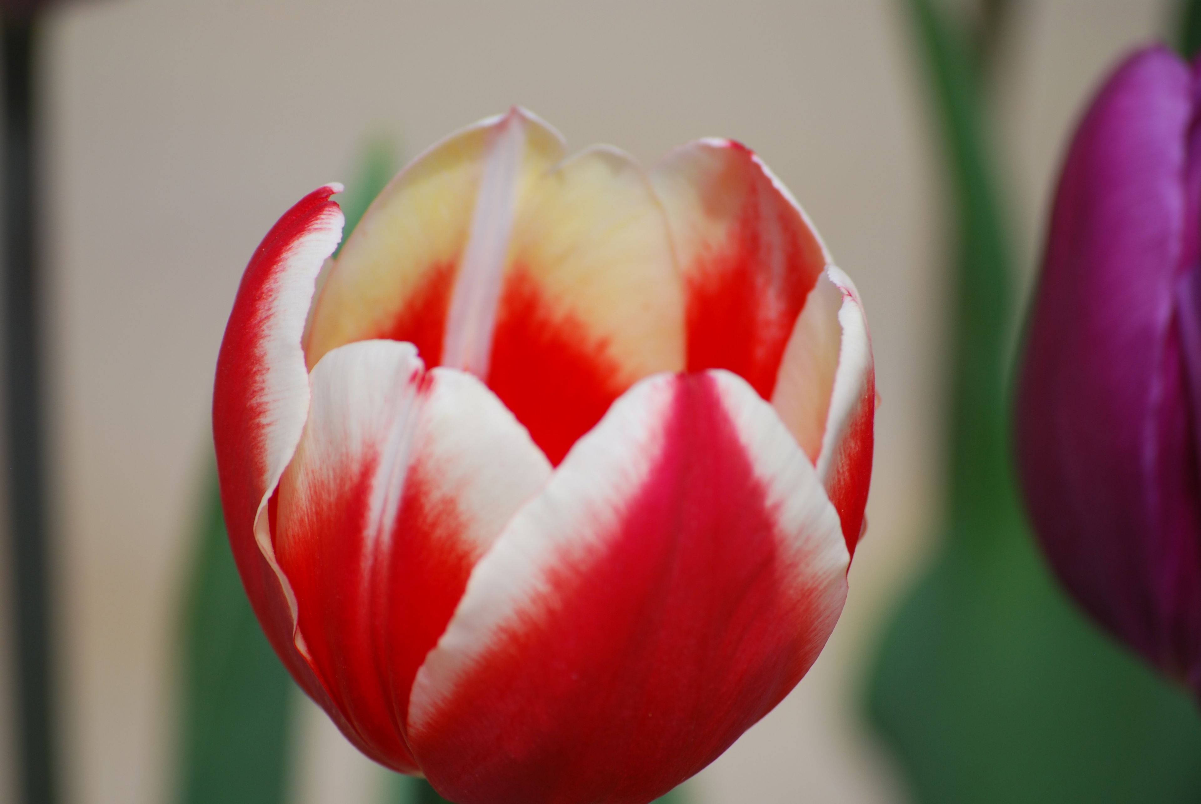 An image of a red and white tulip.
