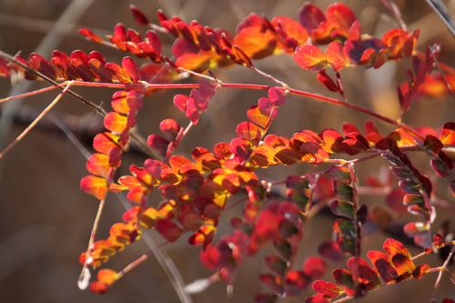 Branches of a plant with small red leaves partially in sunlight on an autumn day.
