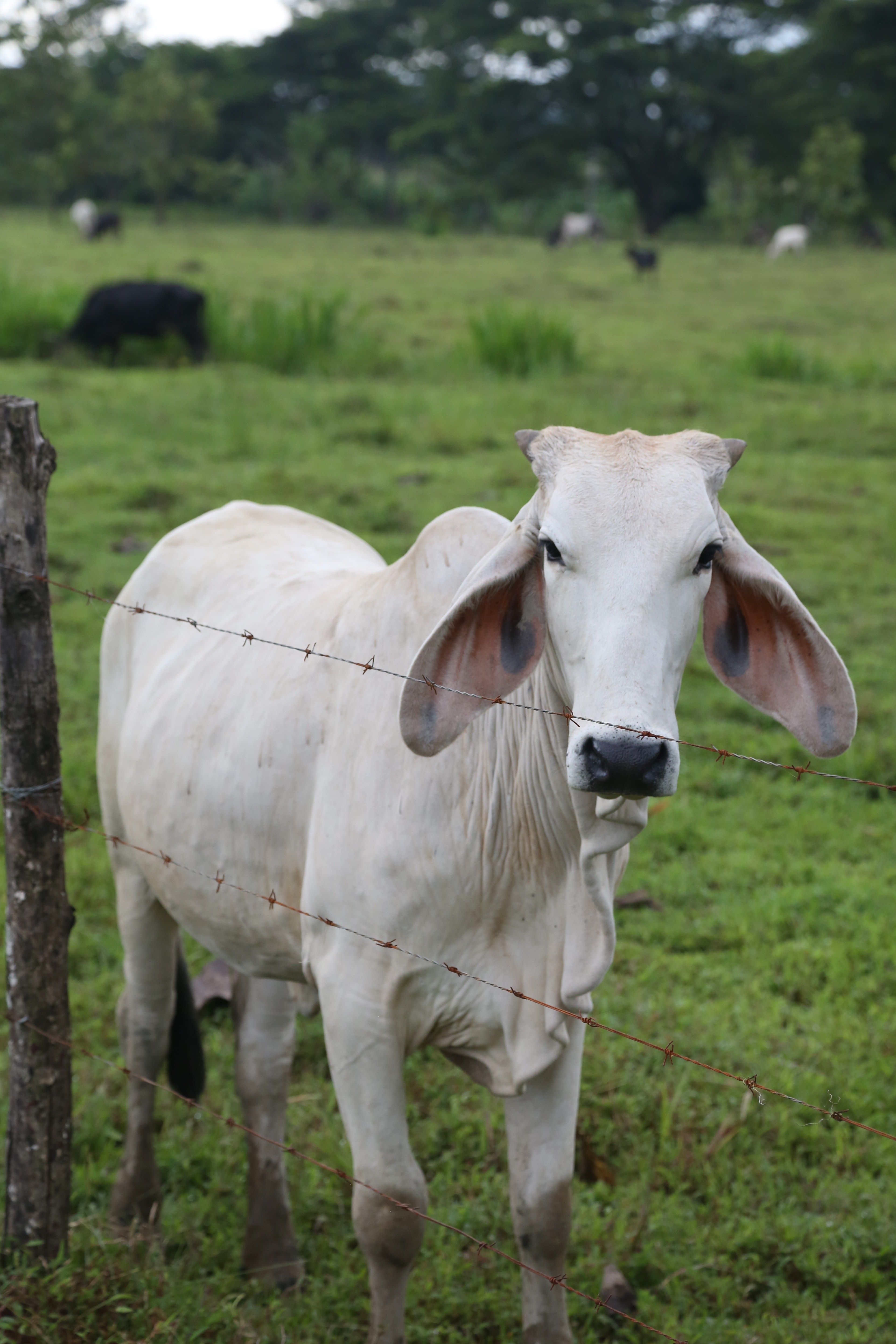 A portrait of a cow in a pasture in Costa Rica.