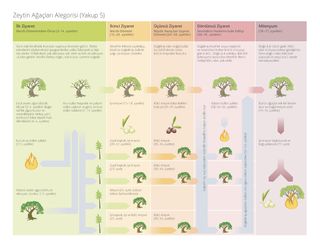 zeytin ağacı alegorisini açıklayan şema