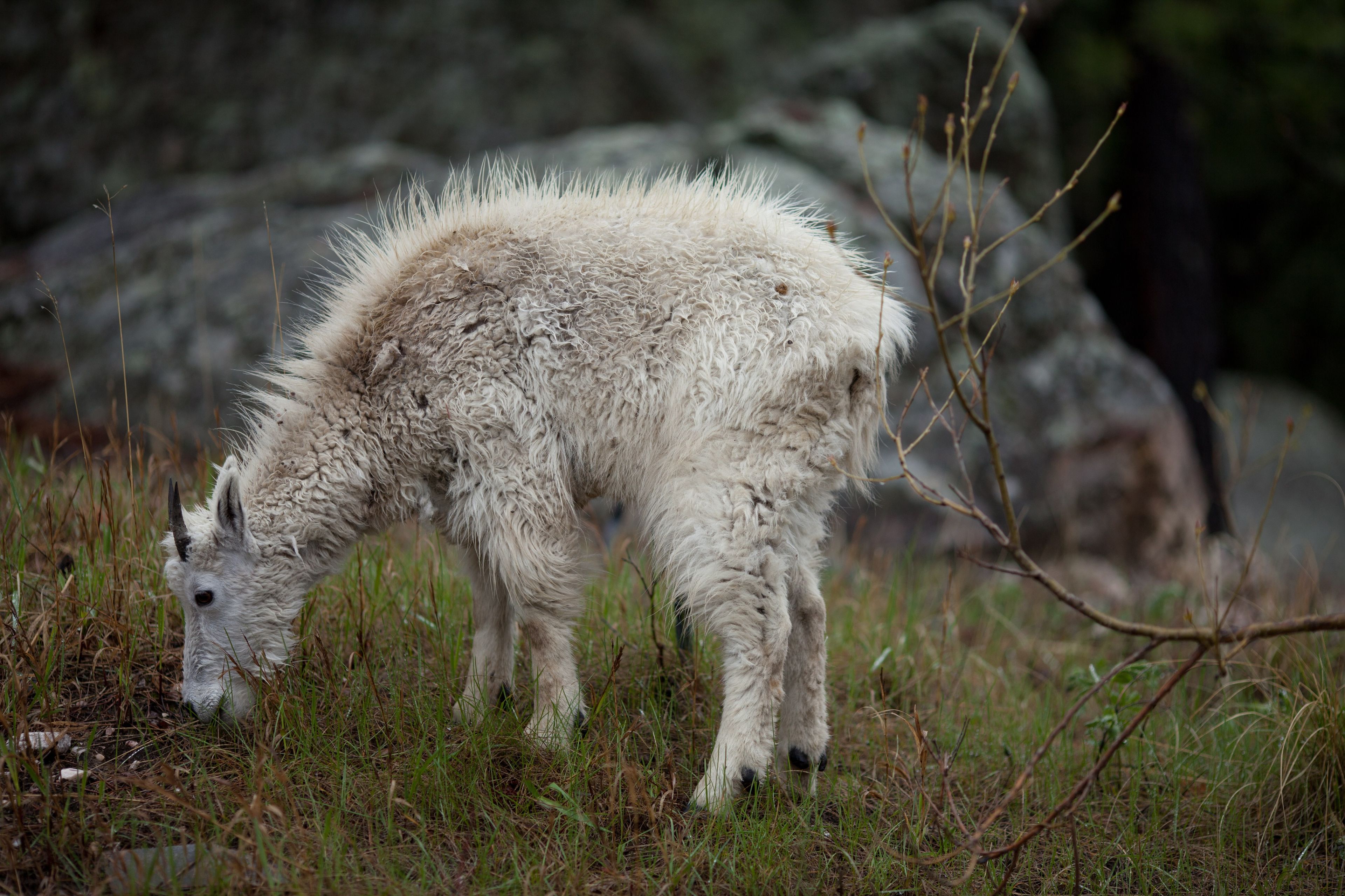A mountain goat grazes.