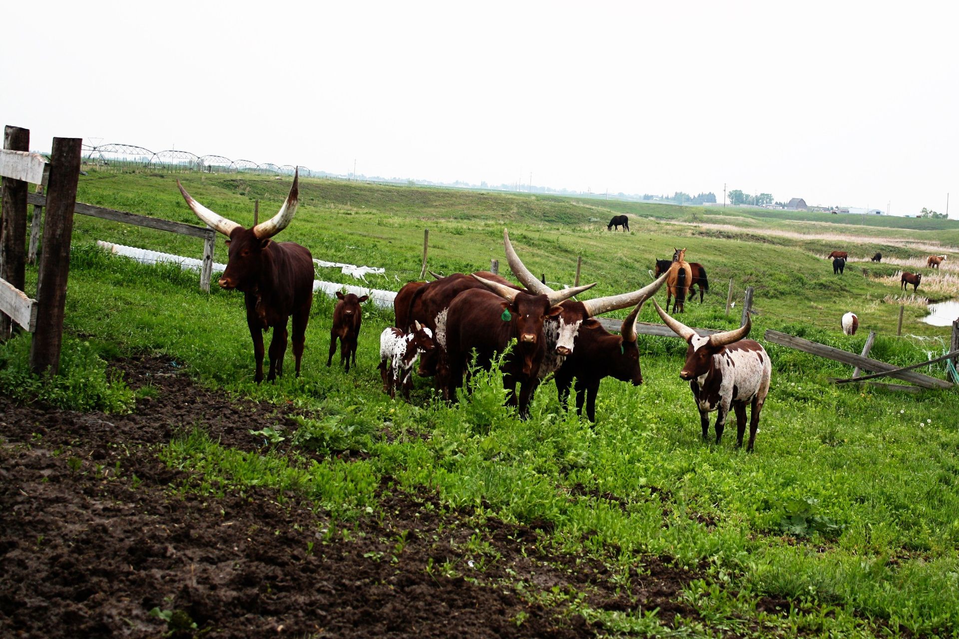 Longhorn bulls on a farm.