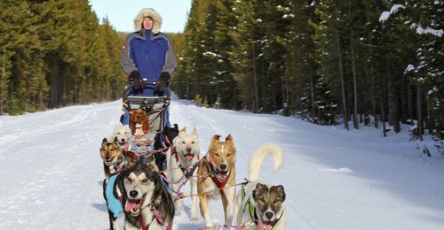 boy dogsledding