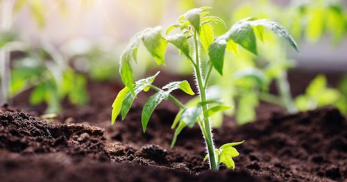 Tomato seedlings growing in the soil