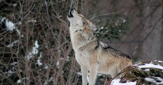 wolf howling