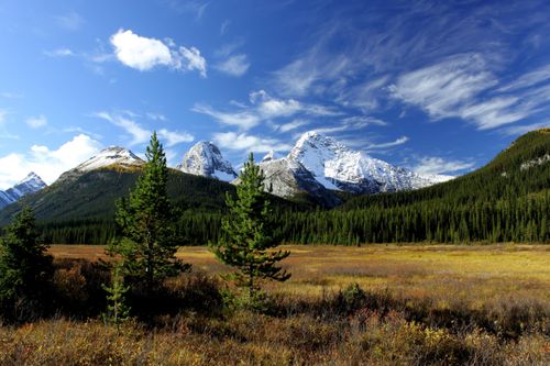 Yellow grass fields surrounded by pine trees and mountains, with snowy peaks coming up in the background.