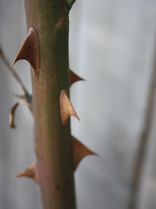 Spring rose bush thorns.