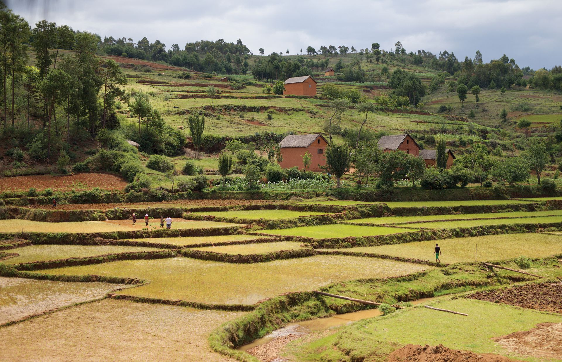 쌀은 마다가스카르의 주요 작물이다. 사로드로아 주민 대부분은 쌀농사를 지어 가족을 부양한다.