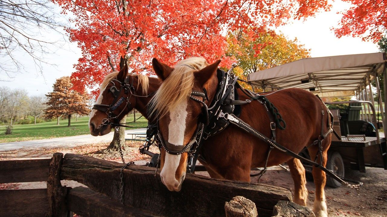 Two brown horses tied to a post with a carriage and fall foliage in the background.