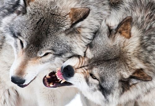 wolves