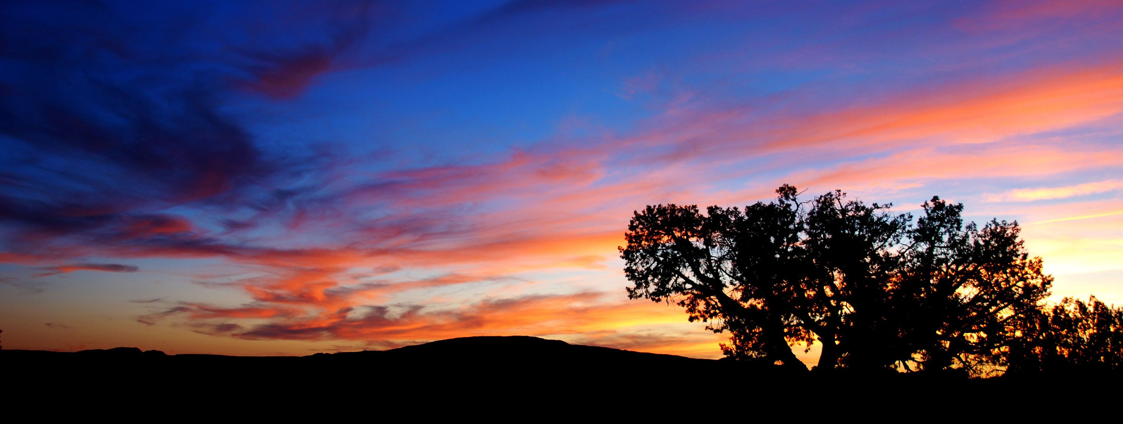 A large tree is silhouetted by a sunset.