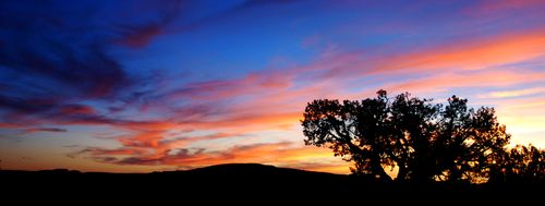 A large tree is silhouetted by the sunset, which is pink, purple, and blue.