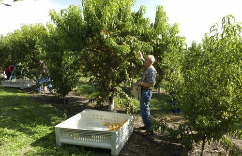 man picking peaches