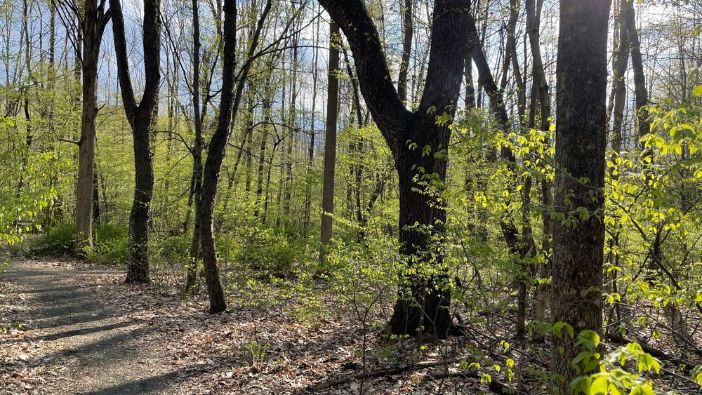 A trail through a forest of trees with the sun shining brightly. 