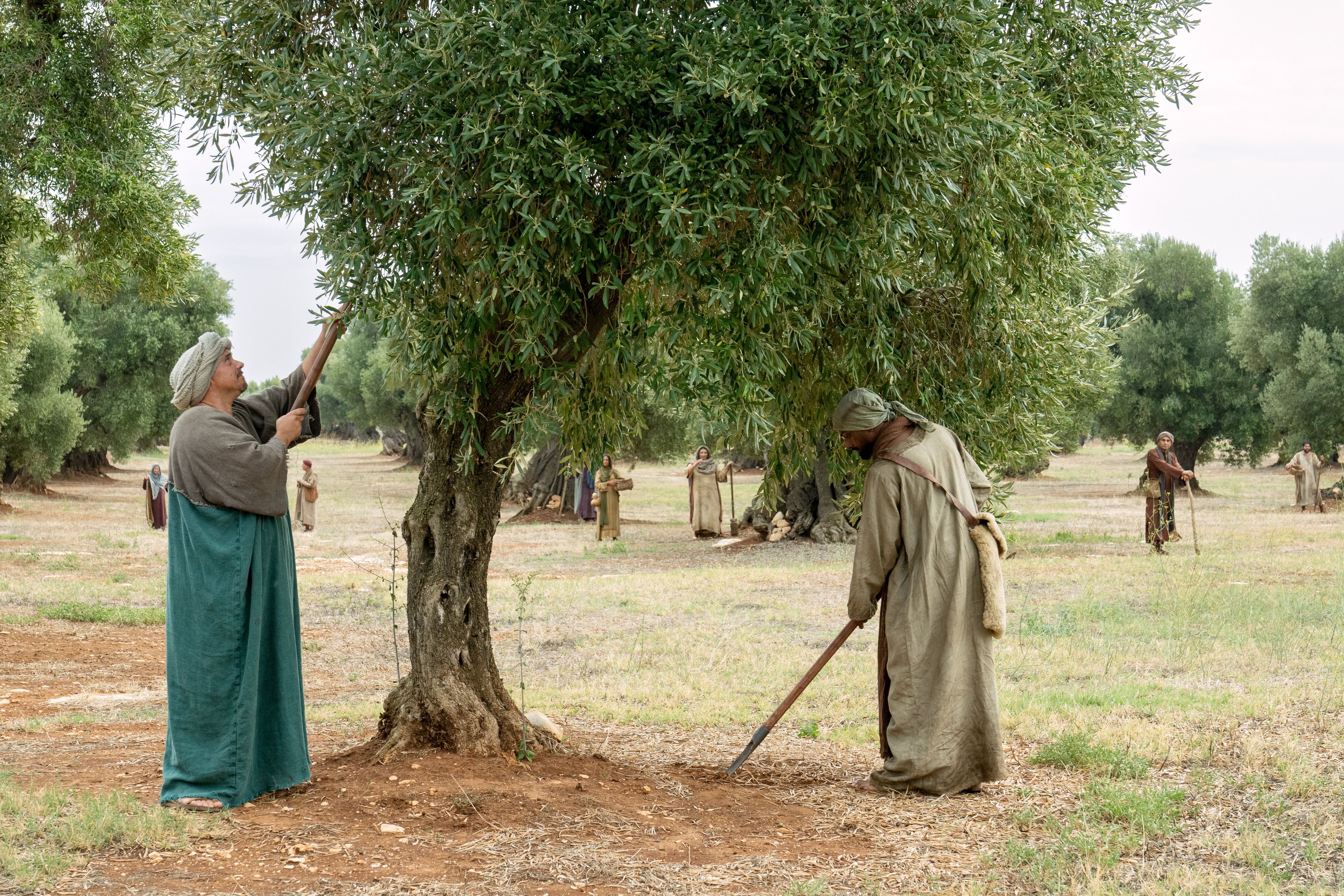 Servants of the Vineyard, men and women of all ages, labor in the vineyard with various tools. This is part of the olive tree allegory mentioned in Jacob 5.