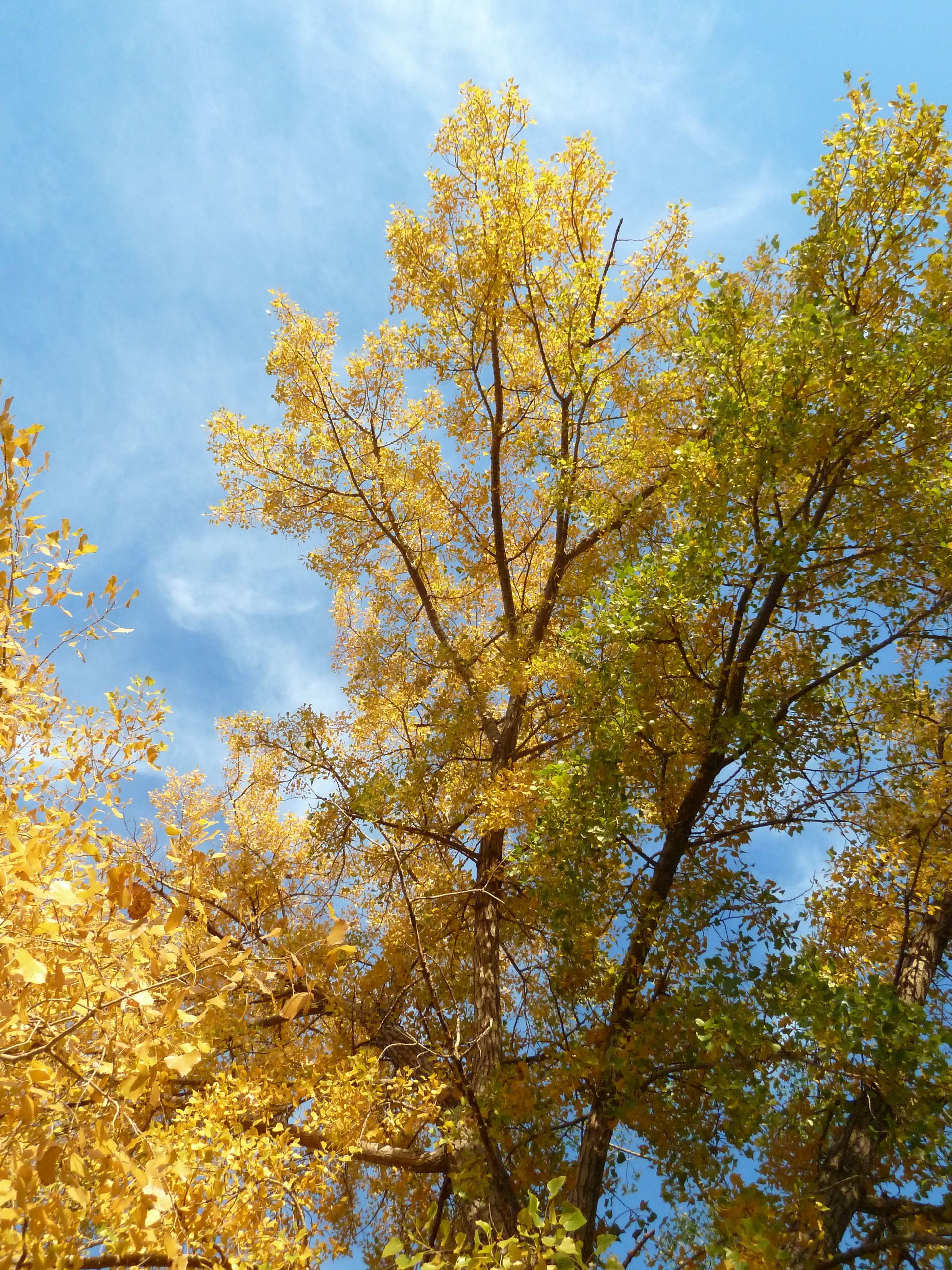 Trees with yellow leaves in autumn.