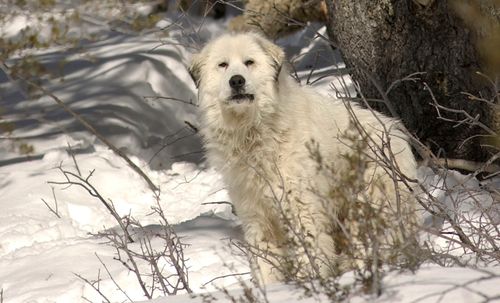 Character in the eyes and demeanor of a sheepdog