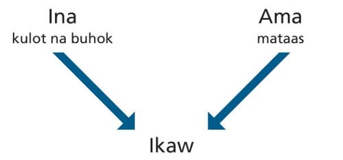 diagram, mga magulang, mga katangian, ikaw