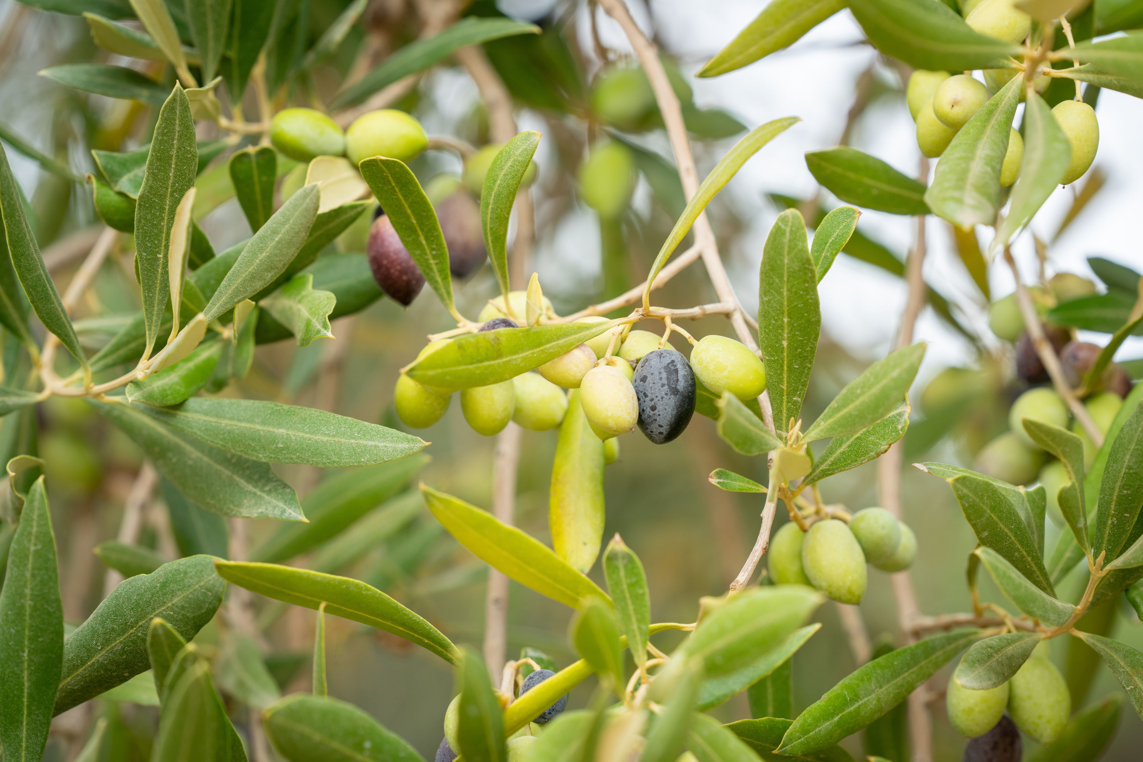 Fruit, both good and bad, grows on an olive tree in the vineyard. This is part of the olive tree allegory mentioned in Jacob 5.