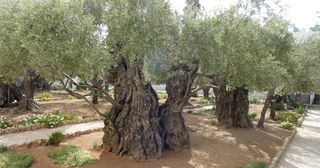 橄榄树果园