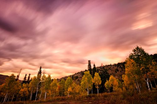 Pine and quaking aspen trees with green and yellow leaves on a mountainside under a cloudy sunset.