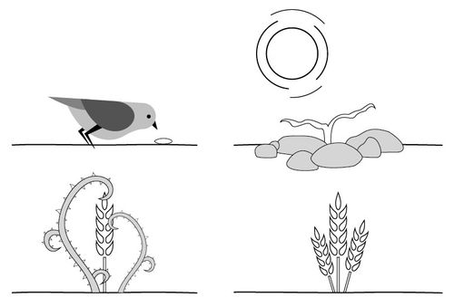 illustrations of plants in rocks, soil