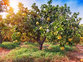 fruit on a tree