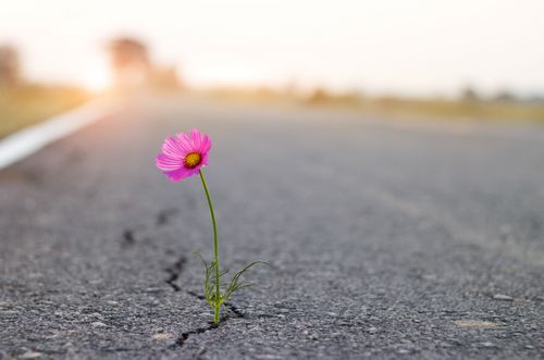 flower growing out of road